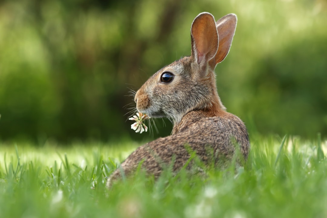 Photo Bunny teeth