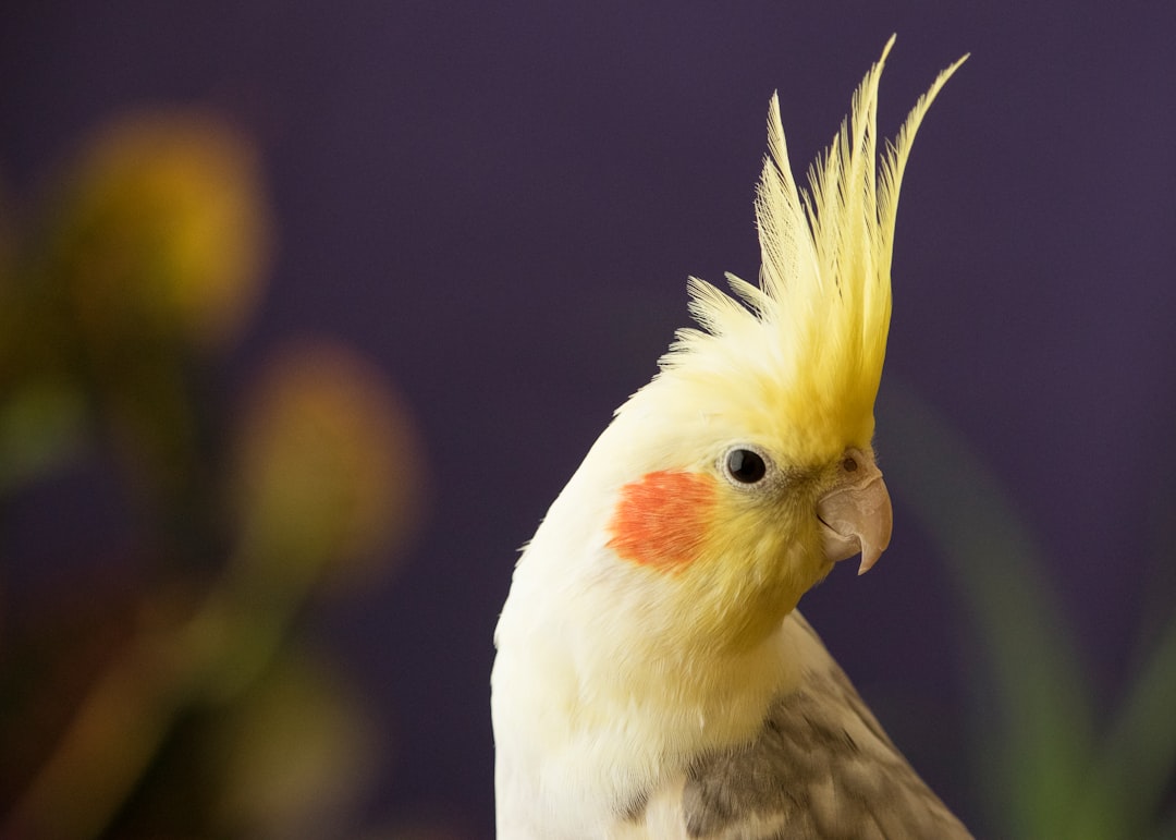 Photo Cockatiel in cage