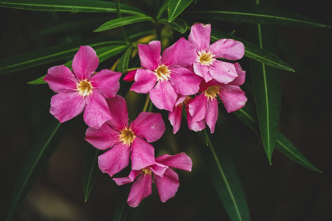 Photo Vibrant petals